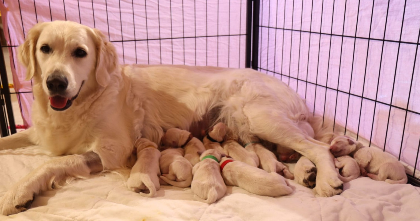 Chiot Golden Retriever Des Champs D'Amethyst