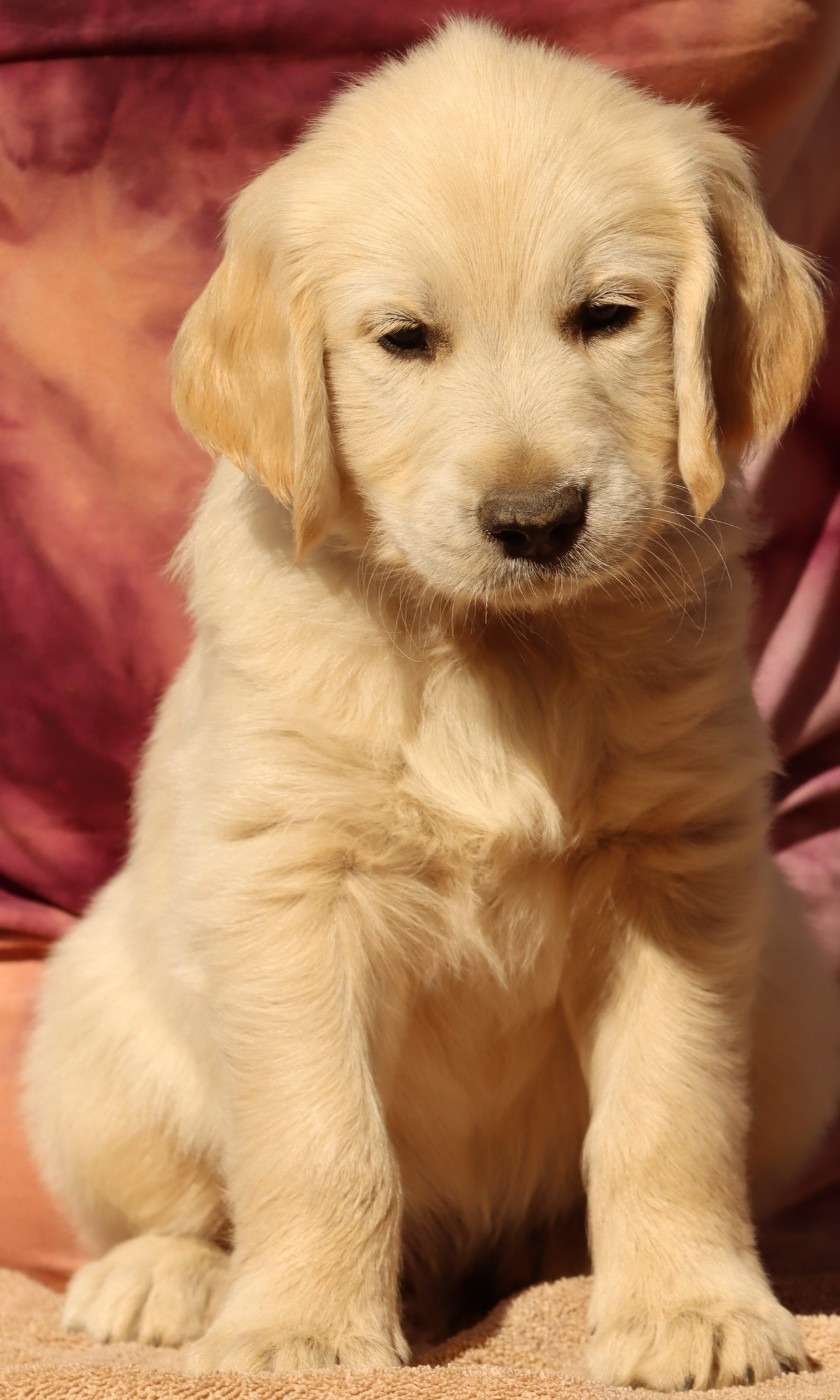 Des Champs D'Amethyst - Chiots disponibles - Golden Retriever