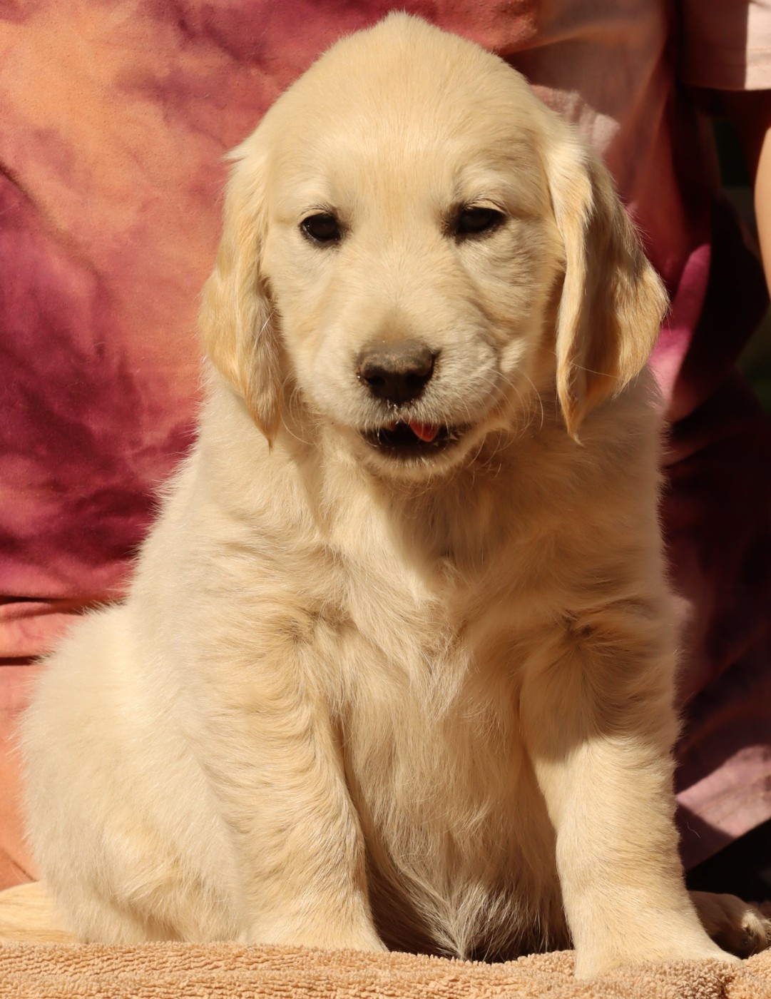Des Champs D'Amethyst - Chiots disponibles - Golden Retriever