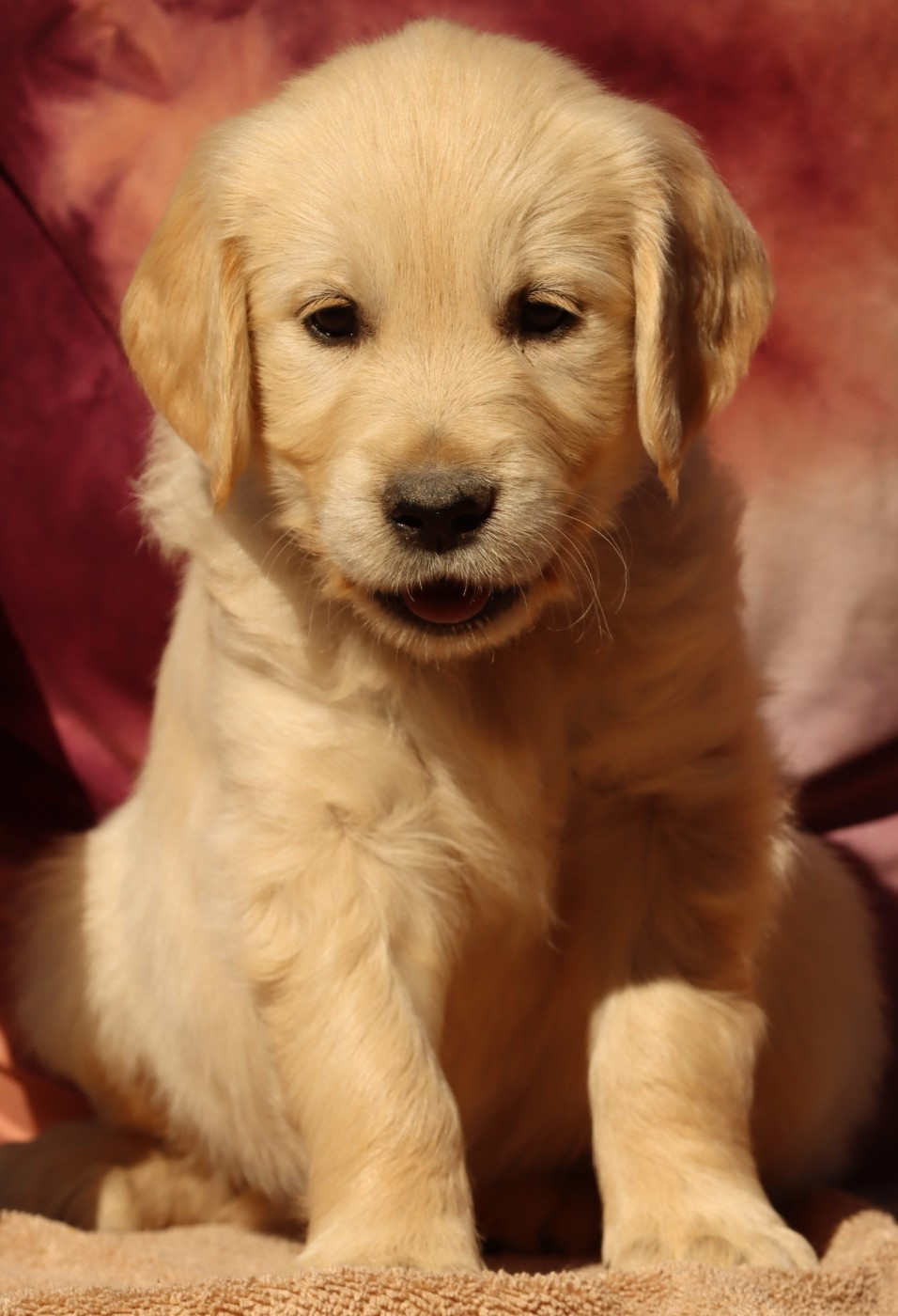 Des Champs D'Amethyst - Chiots disponibles - Golden Retriever