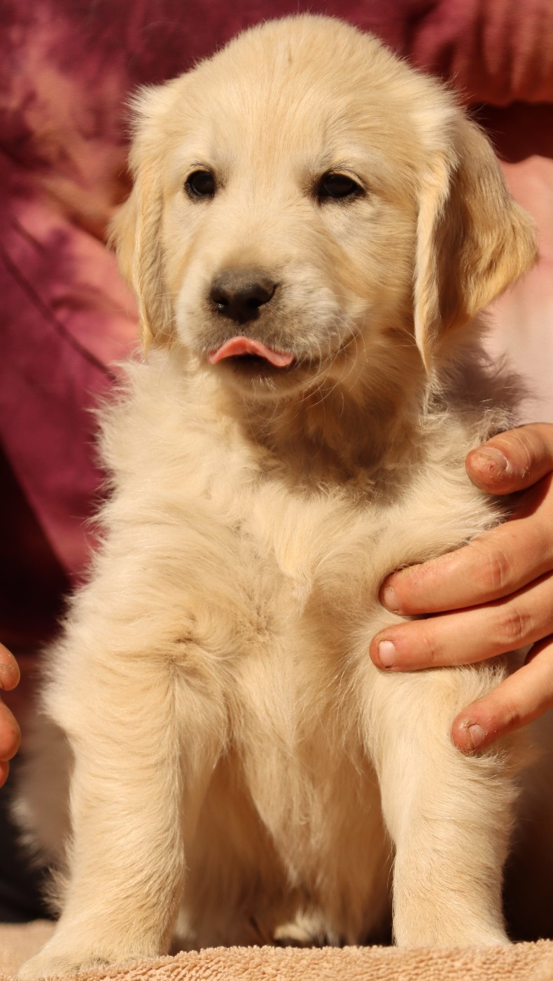 Des Champs D'Amethyst - Chiots disponibles - Golden Retriever